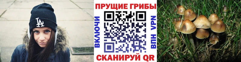 где купить Нефтекамск Псилоцибиновые грибы Psilocybine cubensis
